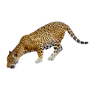 Leopard PNG-14830